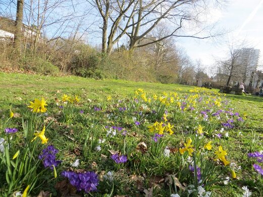 Ob in den großen Parks oder in kleinen Grünanlagen wie dieser im Münchfeld: Die Stadt blüht auf.