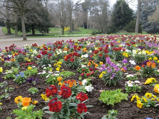 Frisch gepflanzte Blütenpracht lockt in den Mainzer Stadtpark.