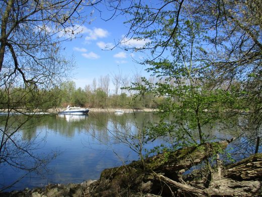 Auenlandschaft am nahen Rheinufer