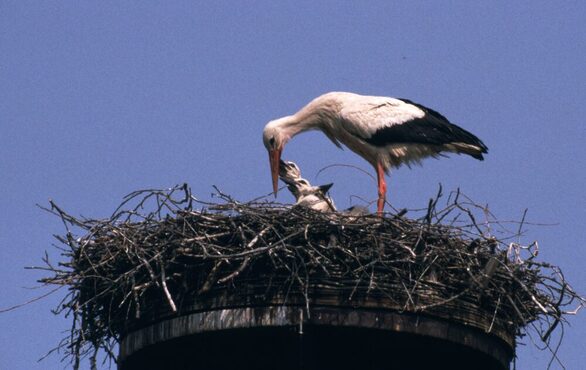 Störche im Nest