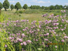 Eine blühende Blumenwiese mit Apfelbäumen.