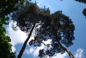 Waldkiefern vor blauem Himmel © Wirtschaftsbetrieb Mainz, Nicole Tappe