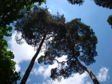 Waldkiefern vor blauem Himmel