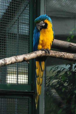 Bewohner des Vogelhauses im Stadtpark