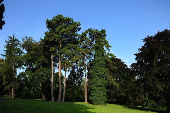 Bäume im Mainzer Stadtpark