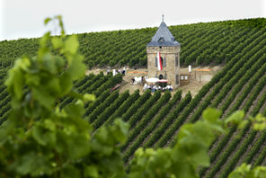 Weingenuss im Weinberg in Alzey © Klaus Benz