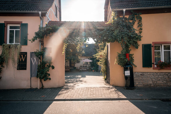 Neben den klassischen Rebsorten Riesling, Silvaner Scheurebe, Müller-Thurgau und Spätburgunder bauen Lotte Pfeffer-Müller und Hans Müller pilzresistente Rebsorten Regent und Souvignier gris an