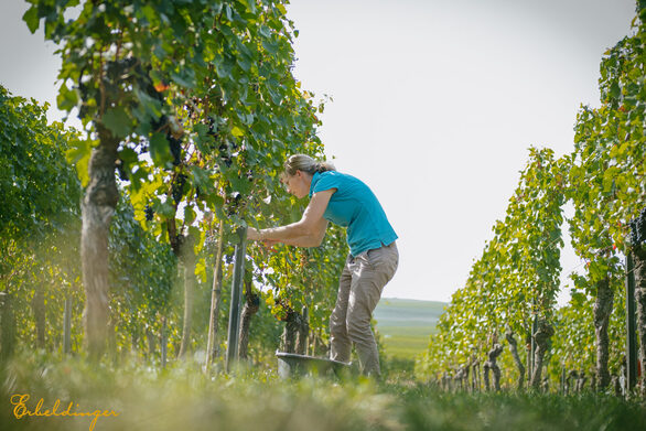 Familie Erbeldinger bei der Weinlese.