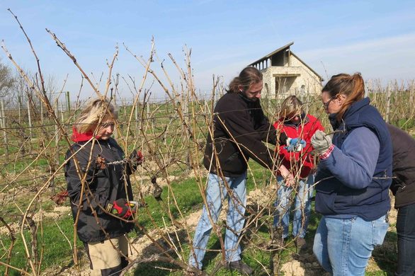 Zu jeder Jahreszeit wird im Weinberg gearbeitet