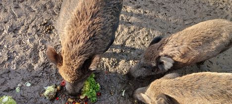 Drei Wildschweine im Gehege